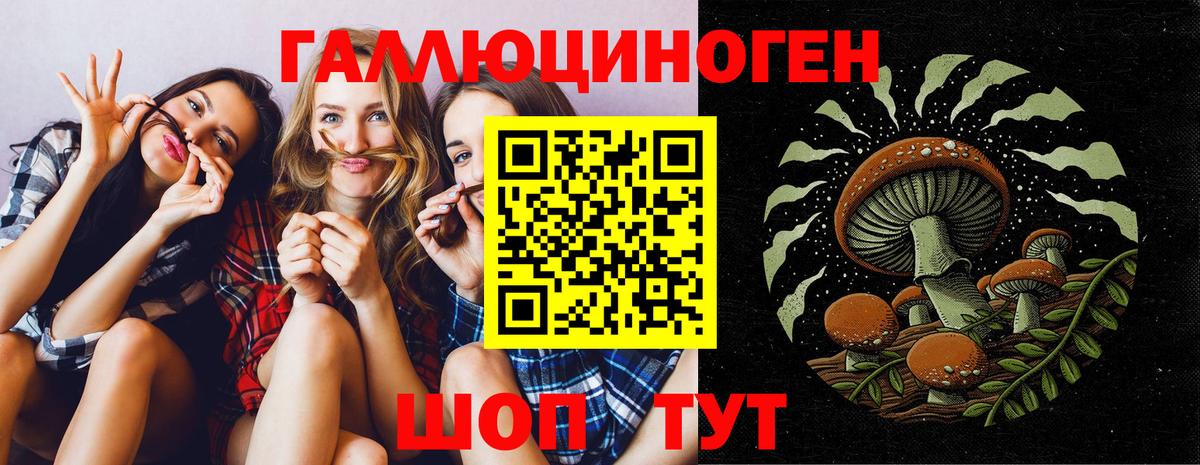 Псилоцибиновые грибы Cubensis Новозыбков